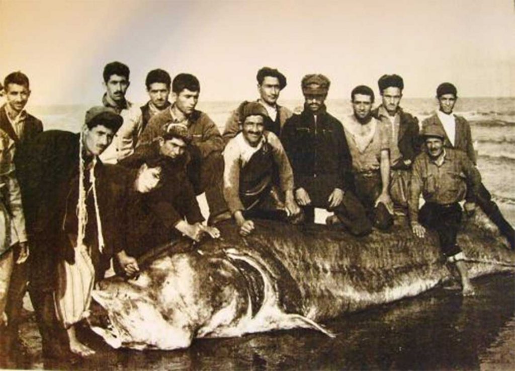 فیل ماهی - خاویار ایران